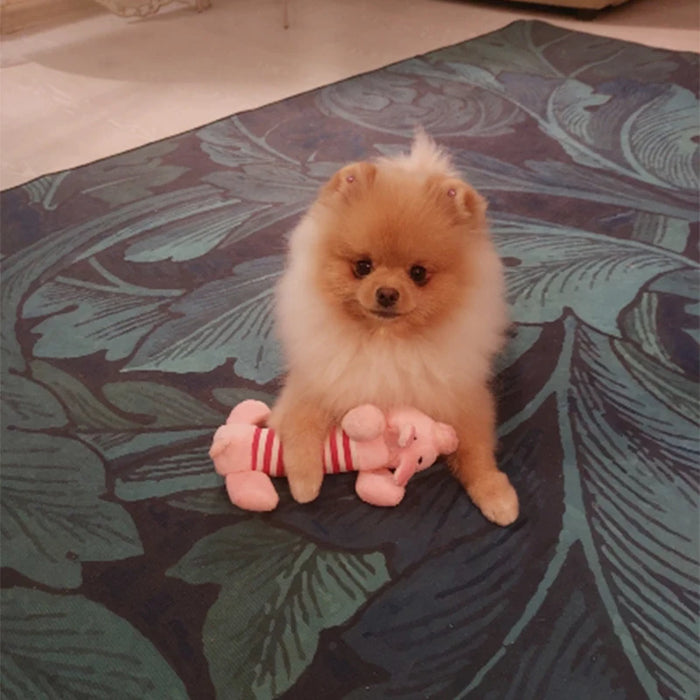 Animal Shape Squeak Plush Dog Toy Funny Interactive Chew Molar Toy for Small to Large Dogs And Cats Puppy Interactive Training