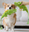 Plush Pet Dog Toy Animal-shaped Dog Squeak Toys Interactive Pet Rope Toy for Small Medium Dogs Dog Accessories
