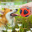 Squeaky Bounce Ball Dog Toy – Durable Chew-Resistant Toy with Sound Makers, Teething Relief Interactive Play for Boredom-Busting